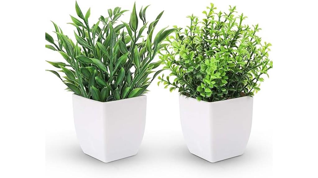 mini rose plant pack