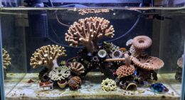 common beginner aquarium errors