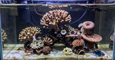 common beginner aquarium errors