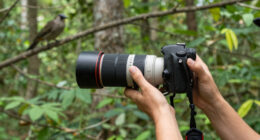 10 Best Telephoto Lenses for Wildlife Photography in 2026